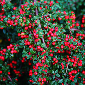 Skalník Dammerov (Cotoneaster dammeri) ´GREEN CARPET´  - šírka 20-40cm, kont. C2L